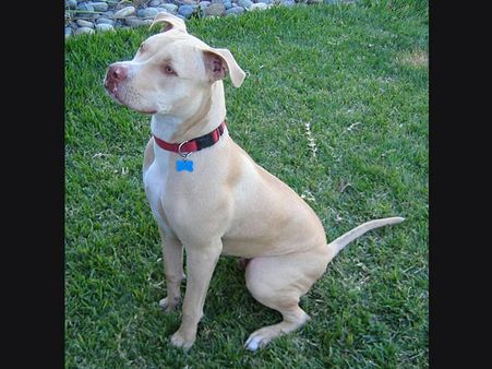 Pit bull 