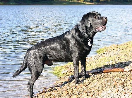Labrador Retriever 