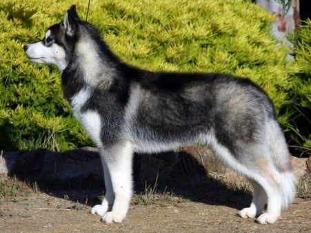 Siberian Husky