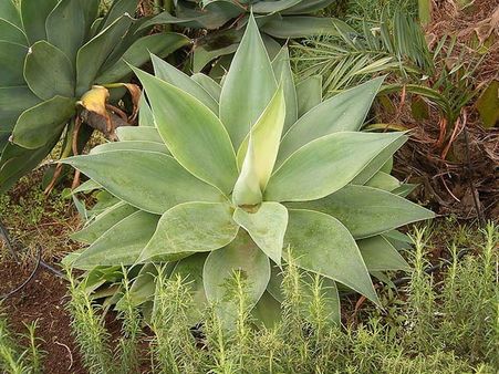 Agave