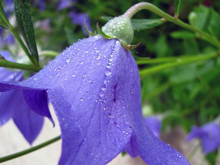 Balloon Flower