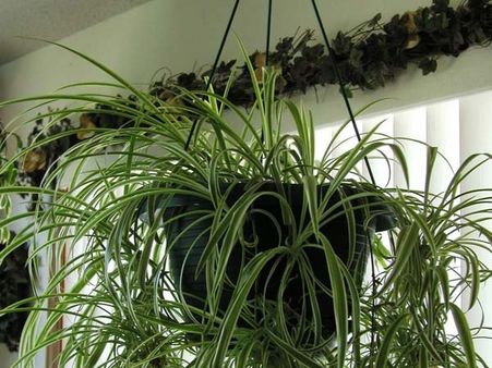 Spider Plant