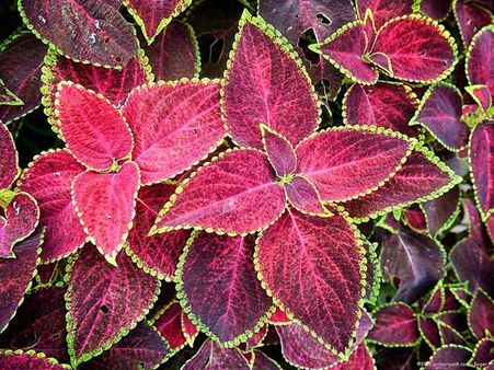 Coleus