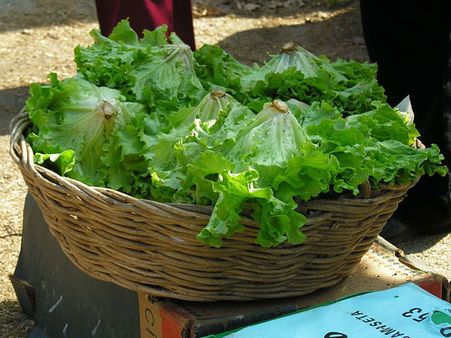 Ice Berg Lettuce