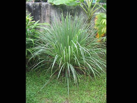 Citronella