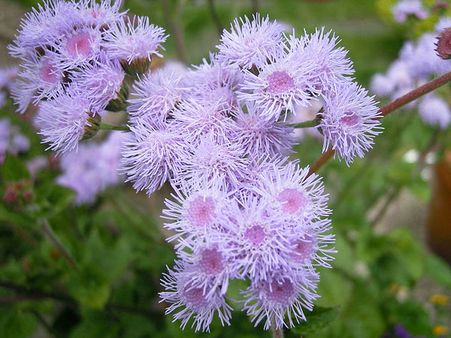 Ageratum