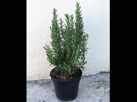 Rosemary