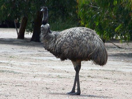 Emu: Australia