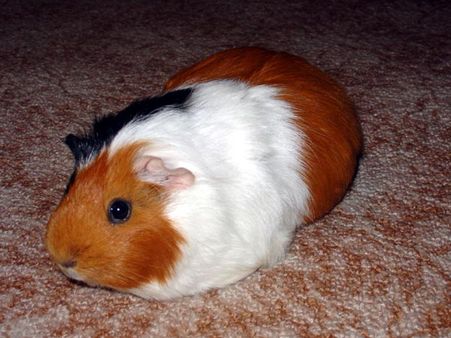 Guinea Pigs: Peru