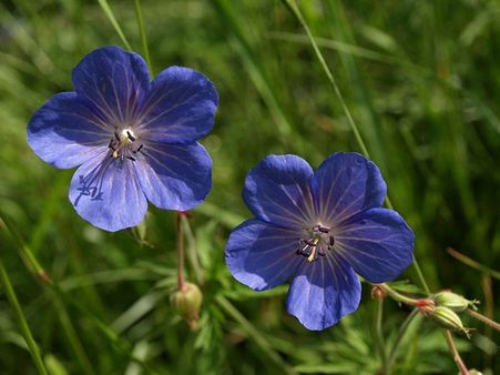 Geranium Cranesbill