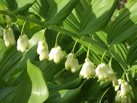 Solomon's Seal
