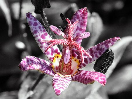 Toad Lily