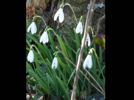 Snow drops