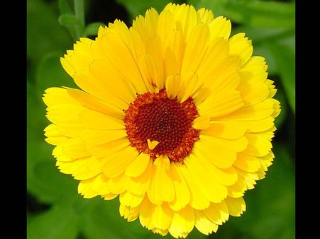 Calendula Flowers