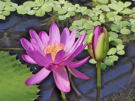 Water Lily