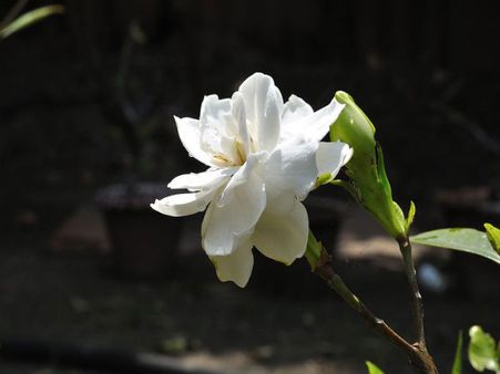Cape Jasmine