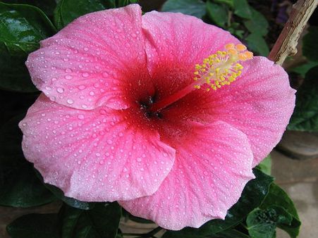 Hibiscus