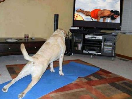 Dog doing yoga