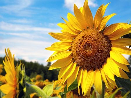Sunflower oil