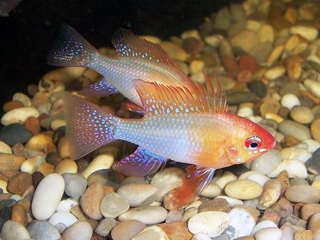 Ram Cichlid