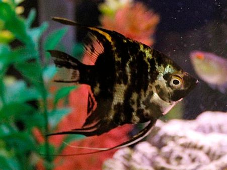 Angelfish 