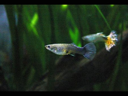 Guppy 