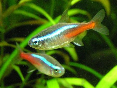 Neon Tetra