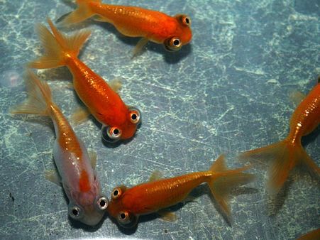 Goldfish
