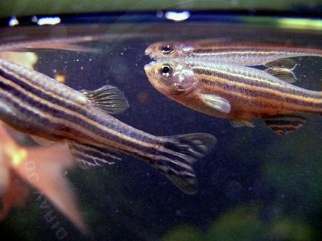 Zebra Danio 