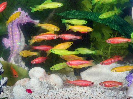 Glofish