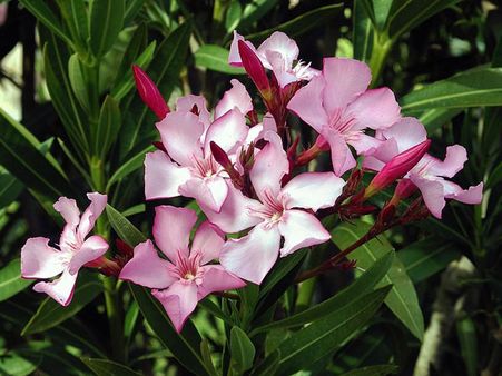 Nerium Oleander