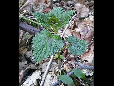 Nettles Nettles