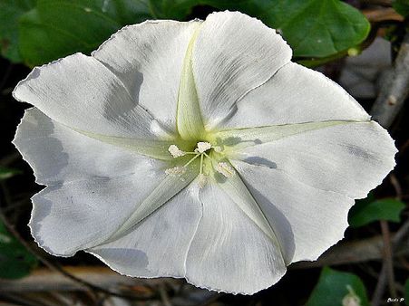 Moonflower