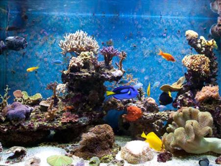 Fish Tank Water Fish Tank Water