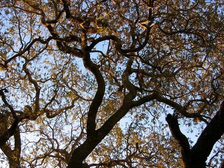 Oak Leaves Oak Leaves