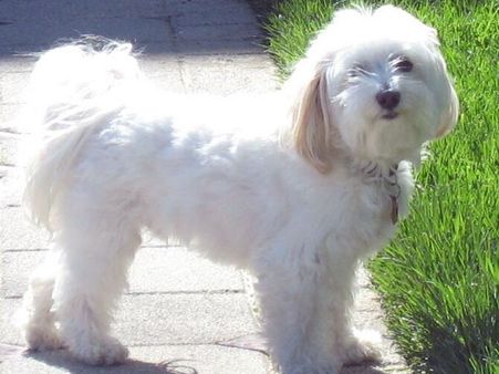 Havanese