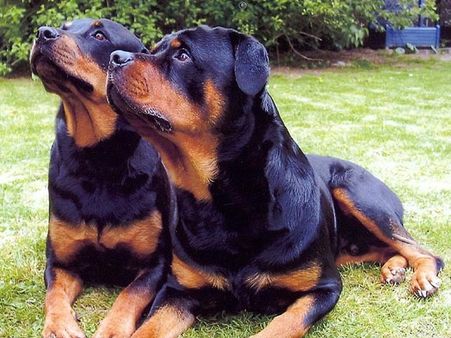 Rottweiler