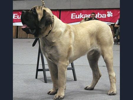 Mastiff