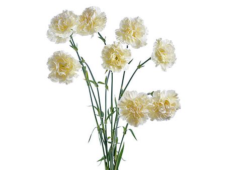 White Carnations 