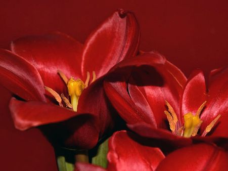 Red Tulips