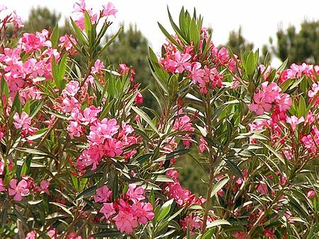 Oleander
