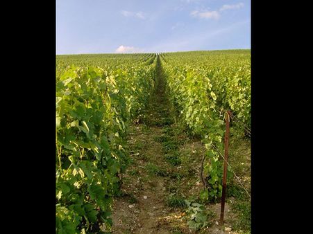 Champagne, France Champagne, France