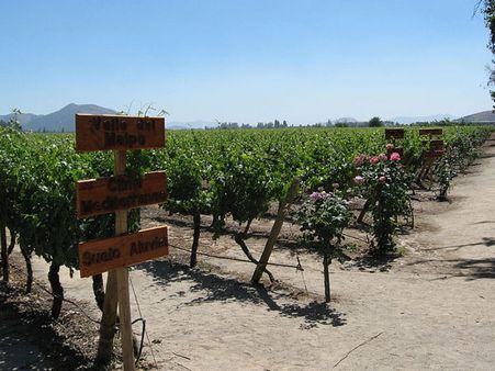 Maipo Valley, Chile Maipo Valley, Chile