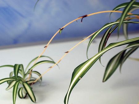 Spider Plant Spider Plant