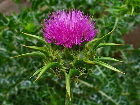 Milk Thistle