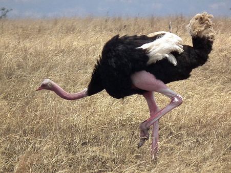 Ostrich
