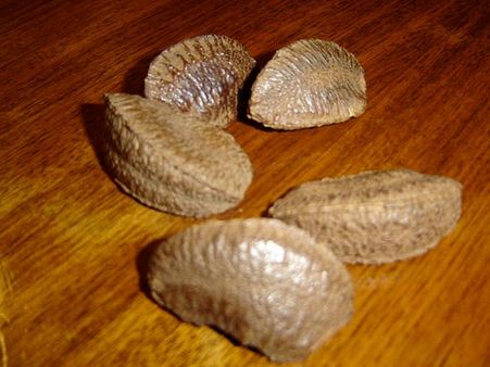 Brazil Nuts 
