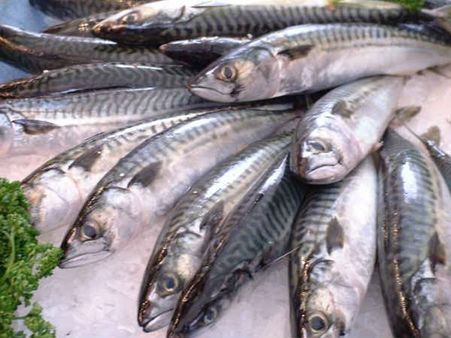 Mackeral