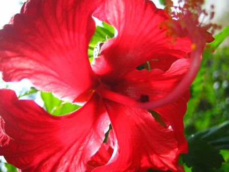 Red Hibiscus