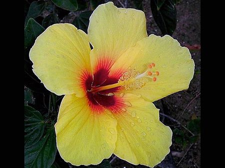Hawaiian hibiscus
